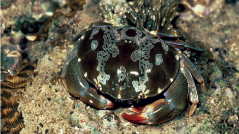 A heavily camouflaged crab on the sea floor